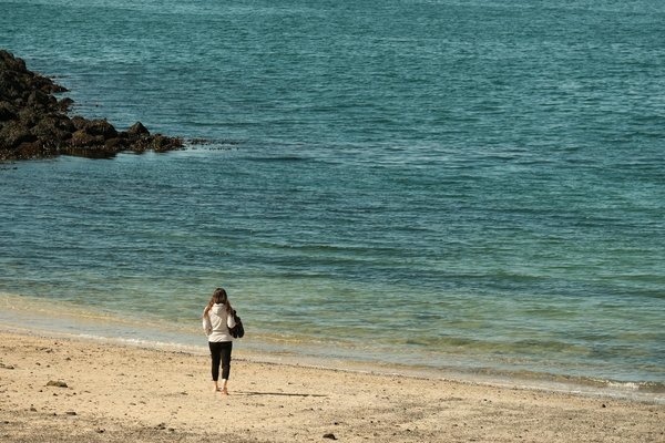 Fleurs issues de plante médicinale abordables à moins de 1€/g