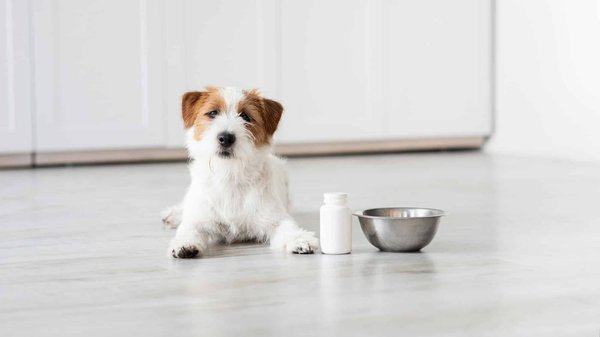 Complément alimentaire pour chien : Comment appliquer le bon dosage ?